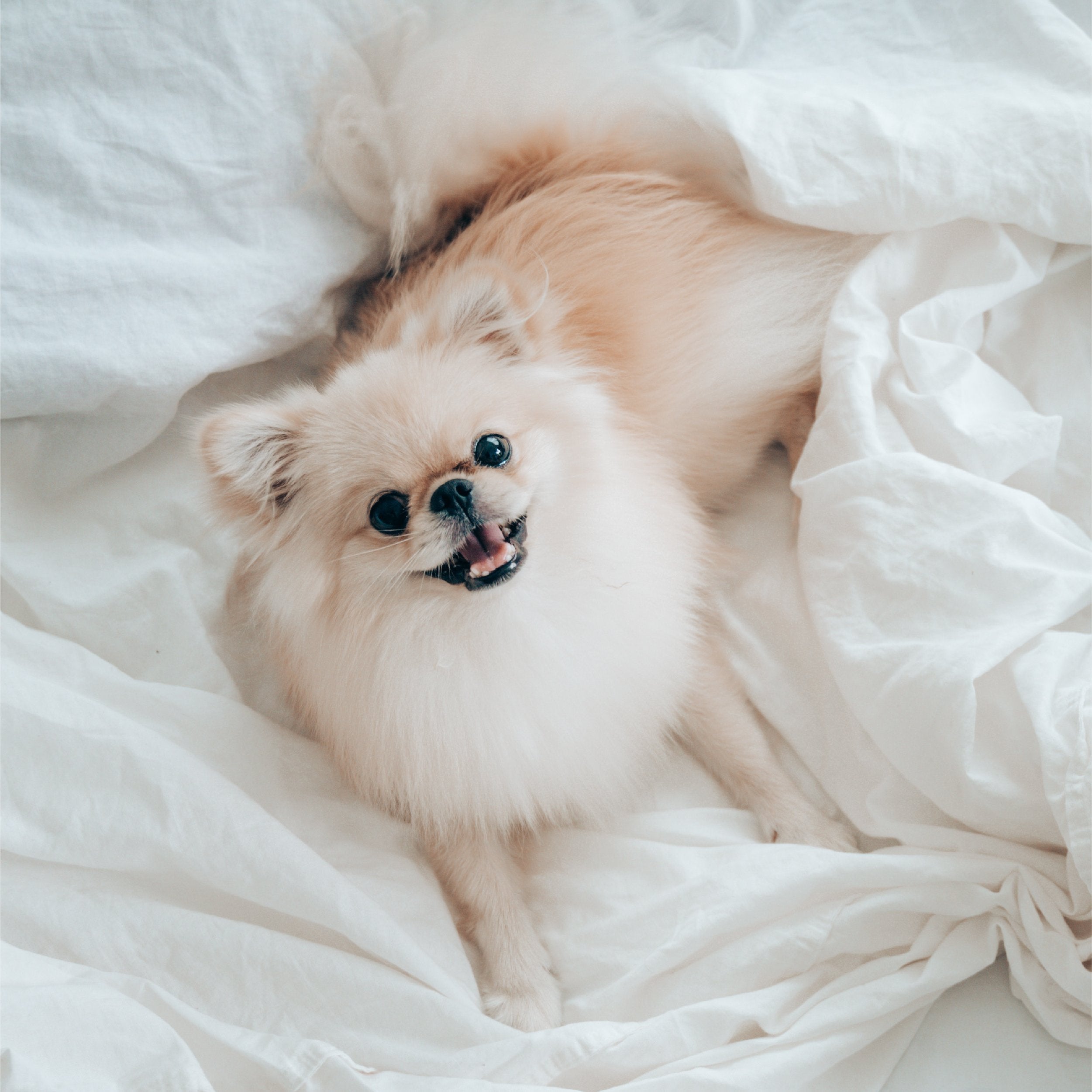Sleep Zone- Blog-All you need to knwo about pet friendly fabrics