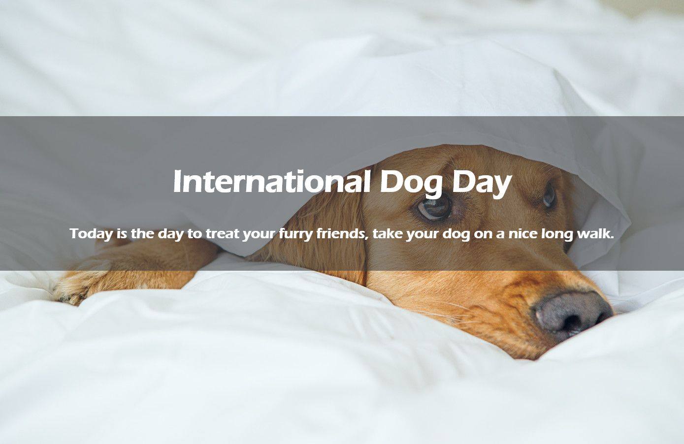 SLEEP ZONE, Dog, Dog Day, Pet