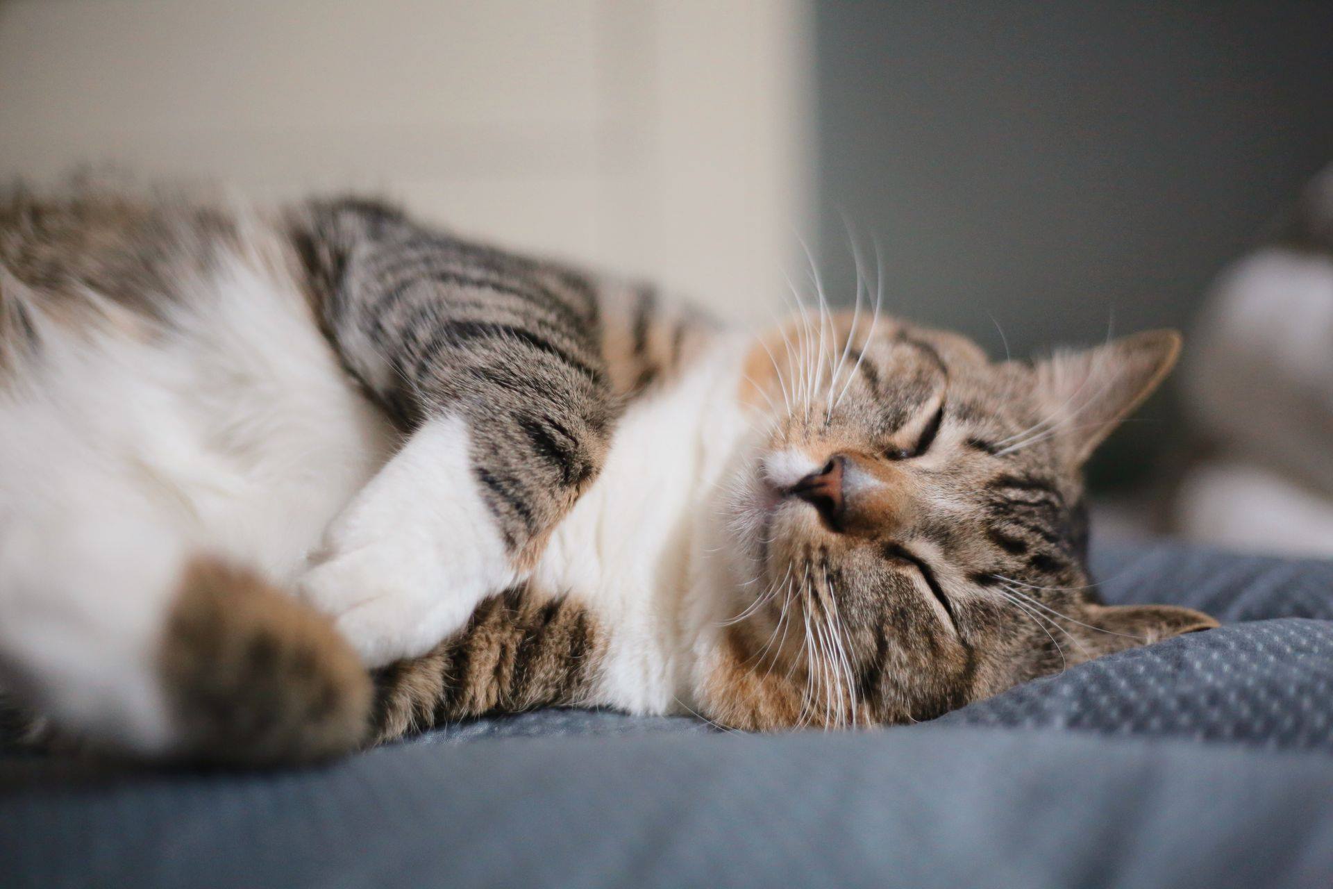 SleepZone,SleepBetter,Bedding,LetsDream,GoodNight,Cat,Lovely,NewComfort,HomeImprovement,Sheetset,Comforter