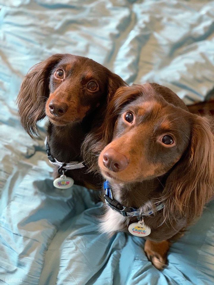 SleepZone,Bedding,LanaAndLuke,Puppies,Pillow,ComforterSet