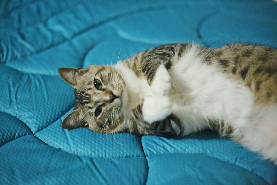 SleepZone,SleepBetter,Bedding,LetsDream,NewComfort,HomeImprovement,MattressPad,Cat,Cute,Blue,Comfort