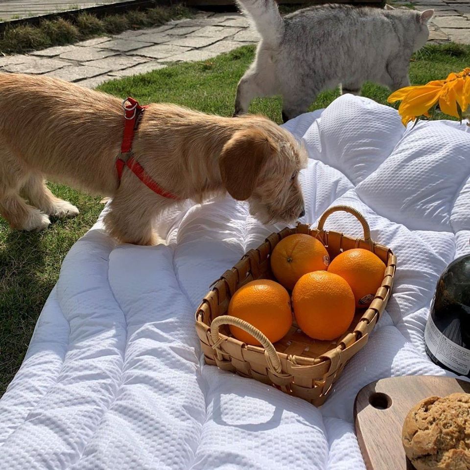 SleepZone,Bedding,SleepBetter,GoodNight ,PetsLove